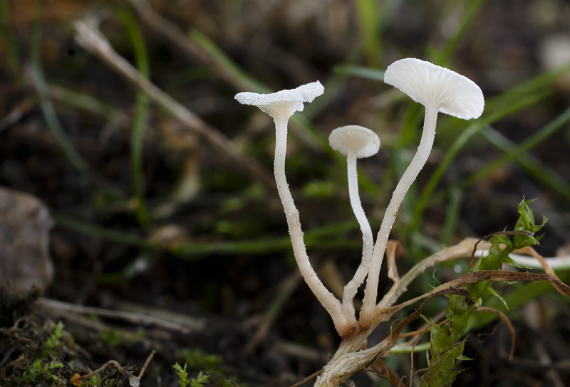 Marasmiellus vaillantii